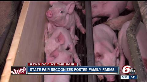 A look inside the Foster family pig farm