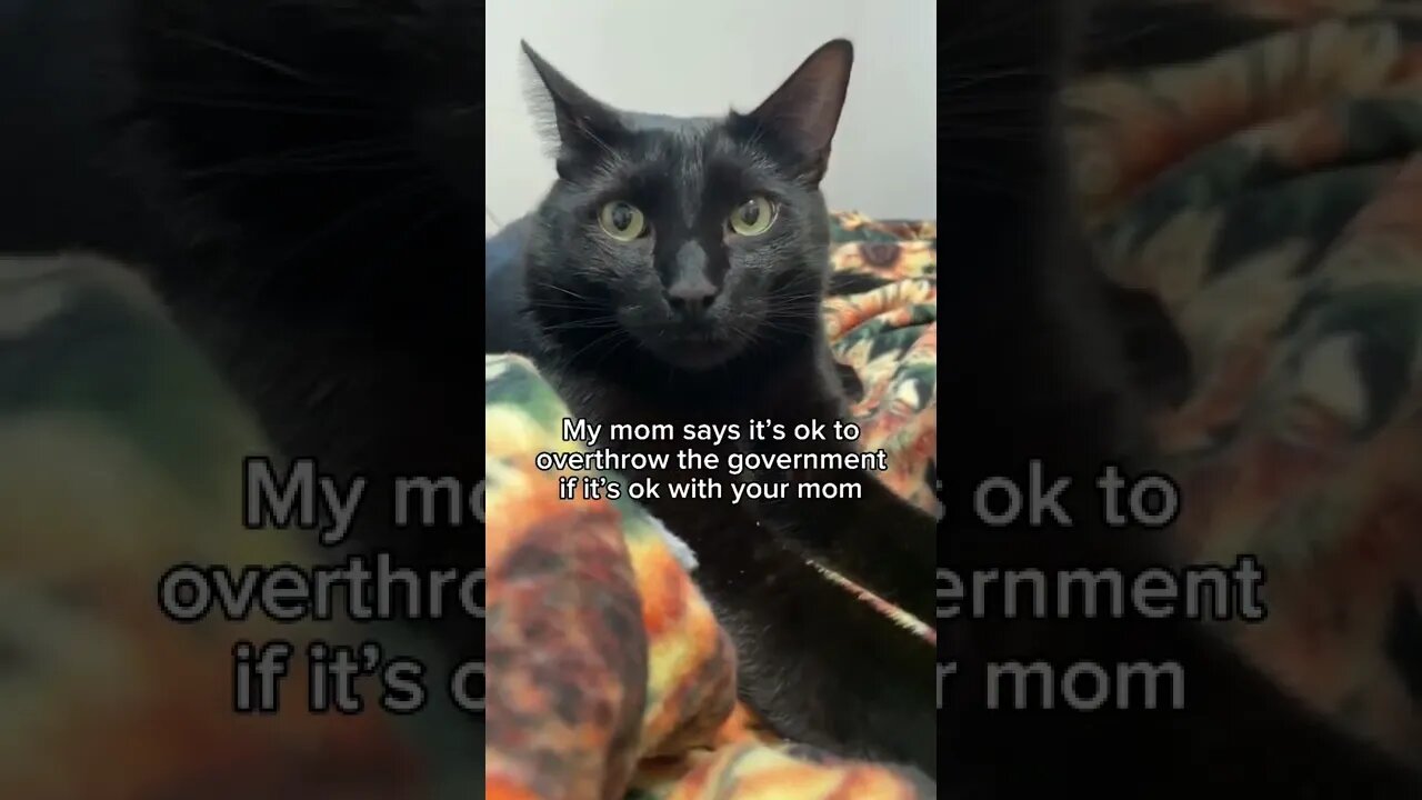 Is it okay with your mom?🥺 #cat #kitten #blackcat #bestfriend #leonthecatdad #viral #fyp 