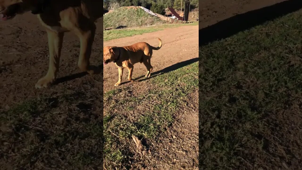 Good Old Fatness The Good Old Boy Happy Dog