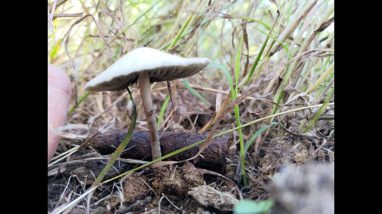 Magic mushroom field of dreams