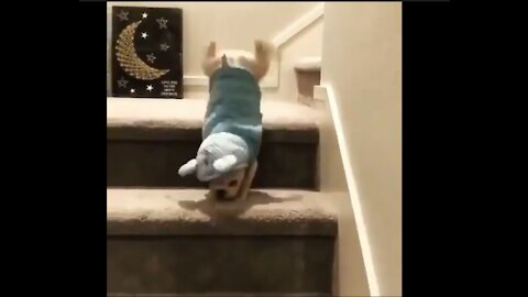 Funny Dog Falls