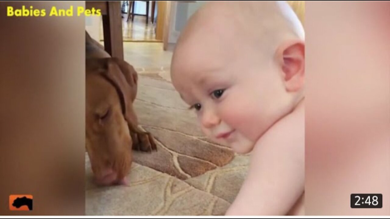 dogs and babies playing