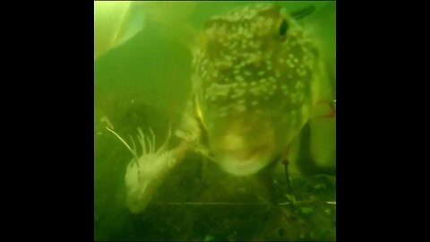 fighting over the bait