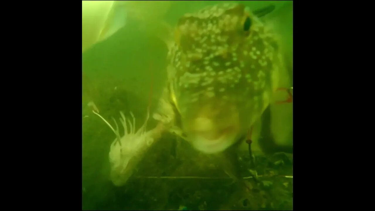 fighting over the bait