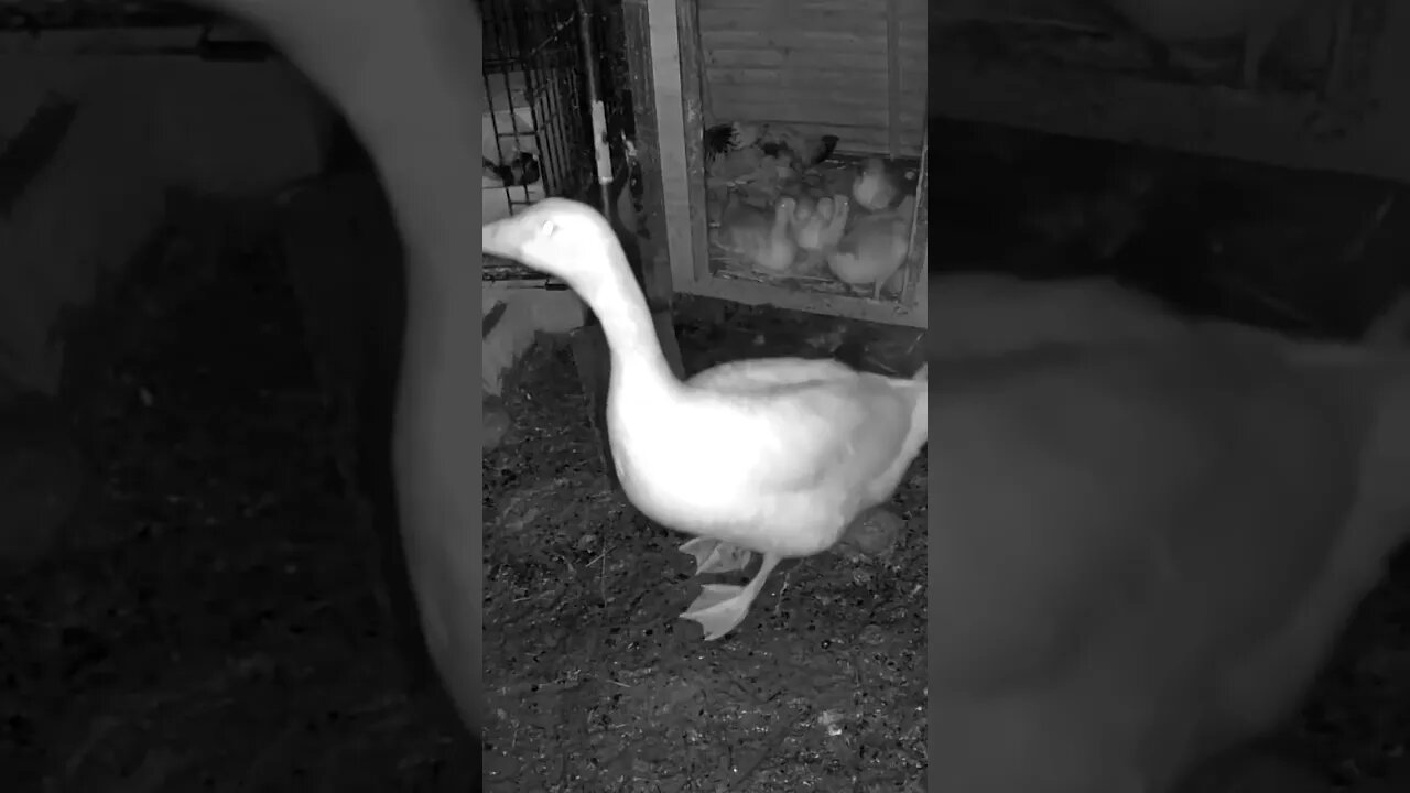 Goose watch