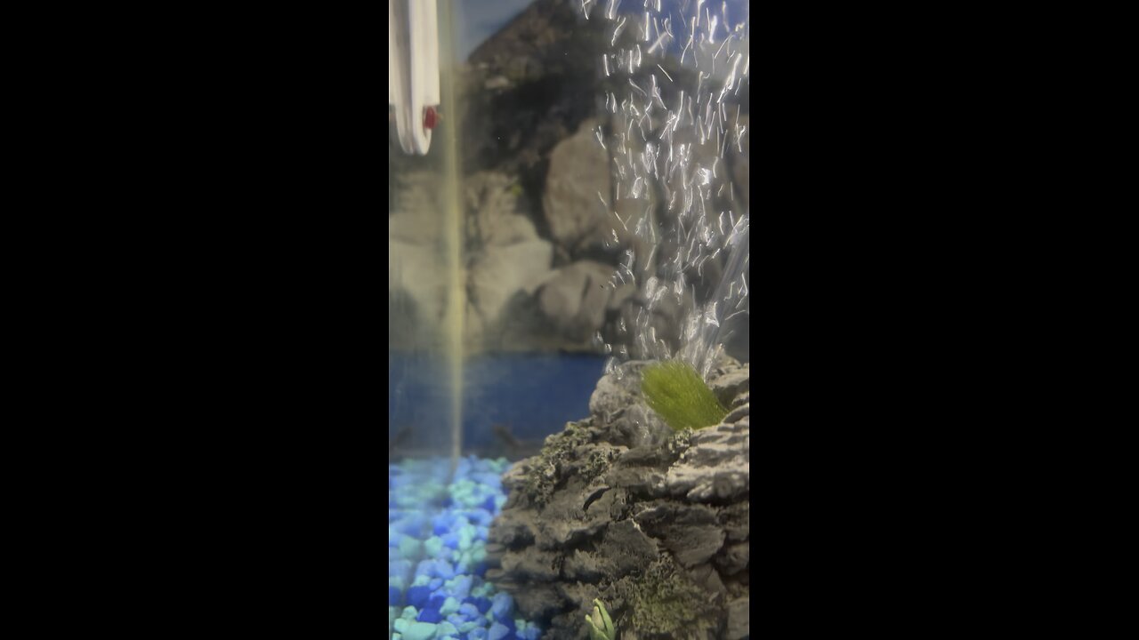 My African Dwarf Frog tank.