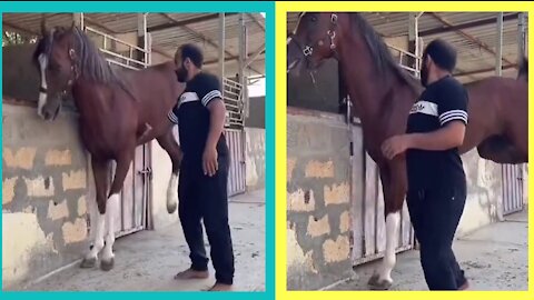 Funny horse tickling