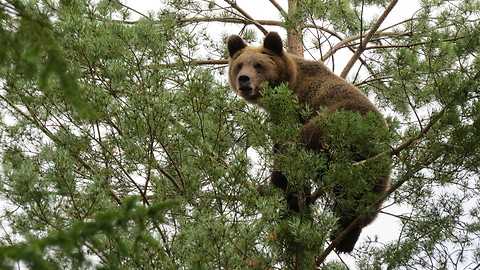 Bear encounter from 2017