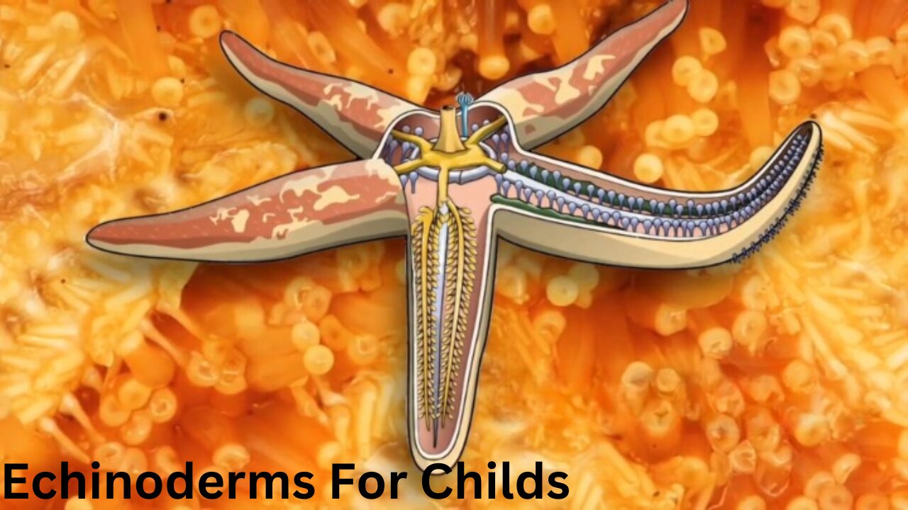 Echinoderms For Childs | Learn all about the phylum of starfish, sea urchins, and sea cucumbers!