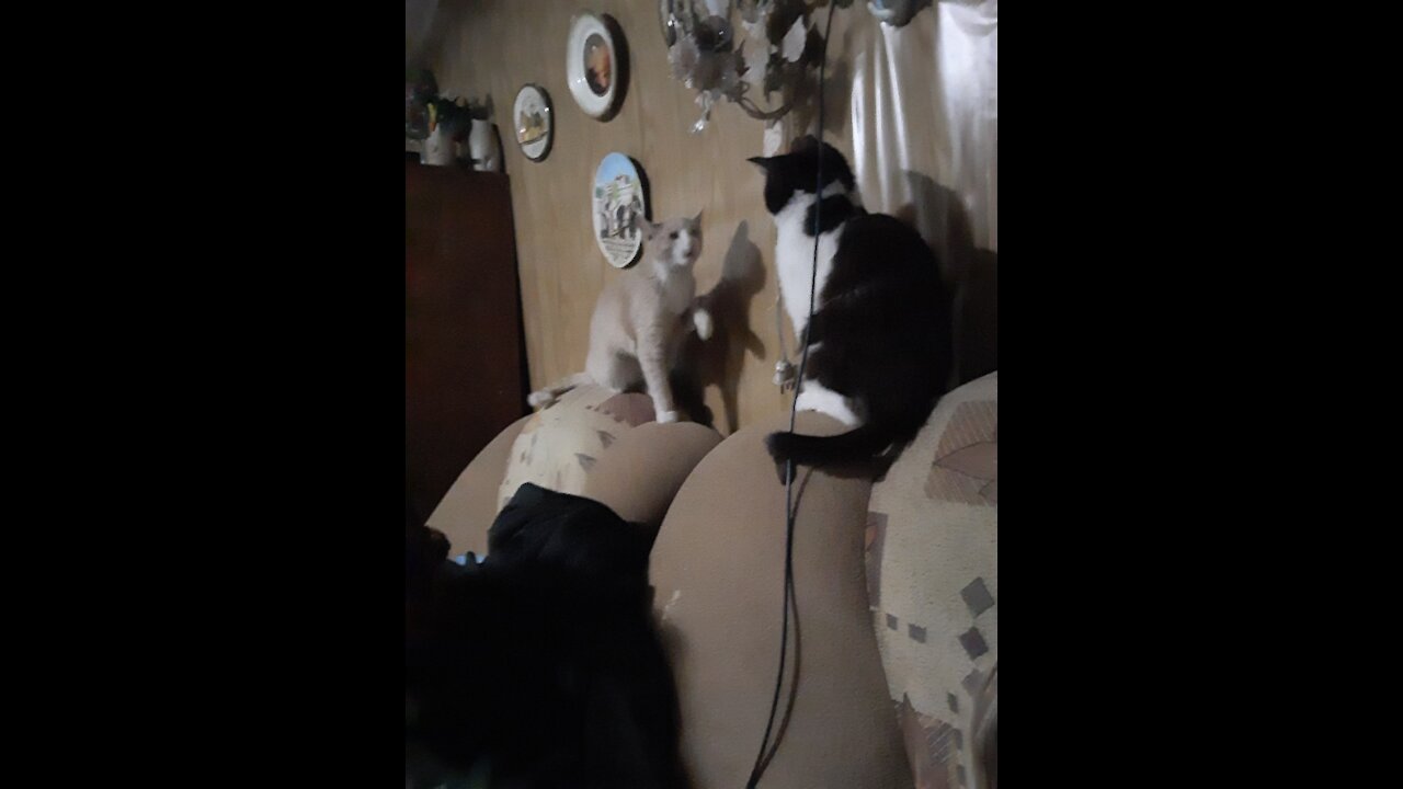 The cat keeps its balance on the bucket, loves to play with water.