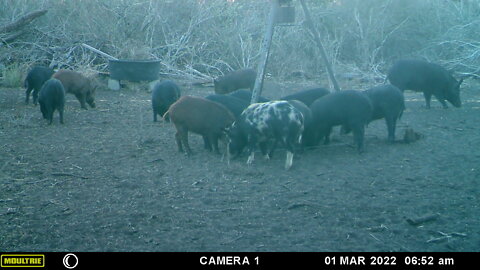 3.1.2022 Hog hunt