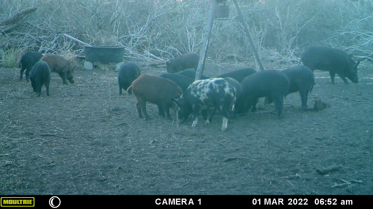 3.1.2022 Hog hunt