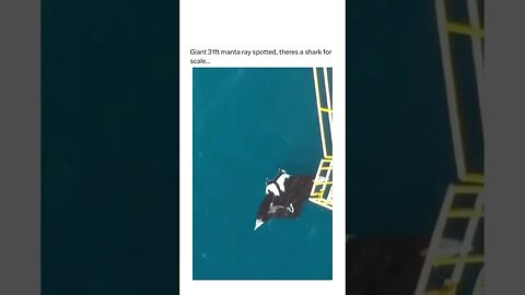 What a sight to see 😱 amazing creature!
