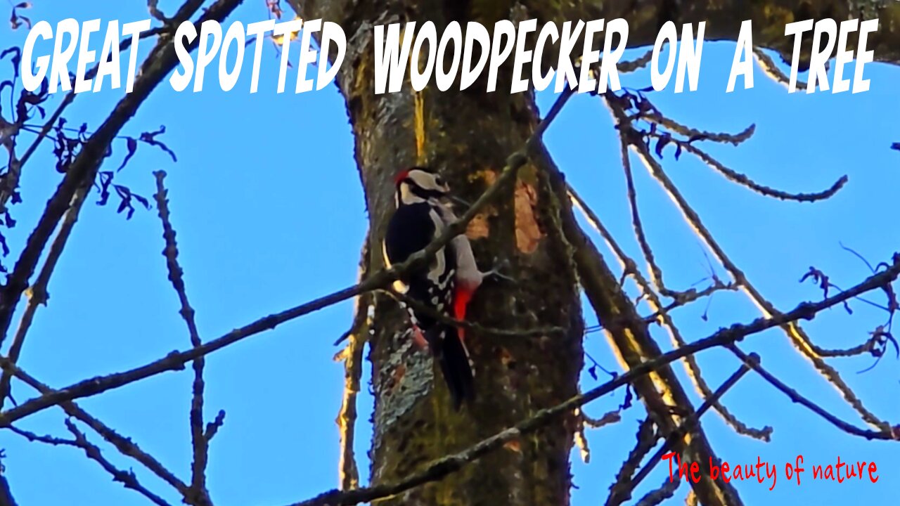 Great spotted woodpecker on a tree / a beautiful colourful bird in nature.