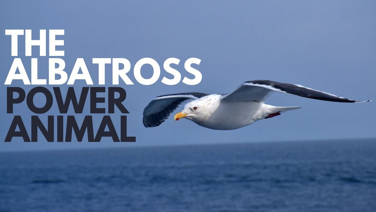 The Albatross Power Animal