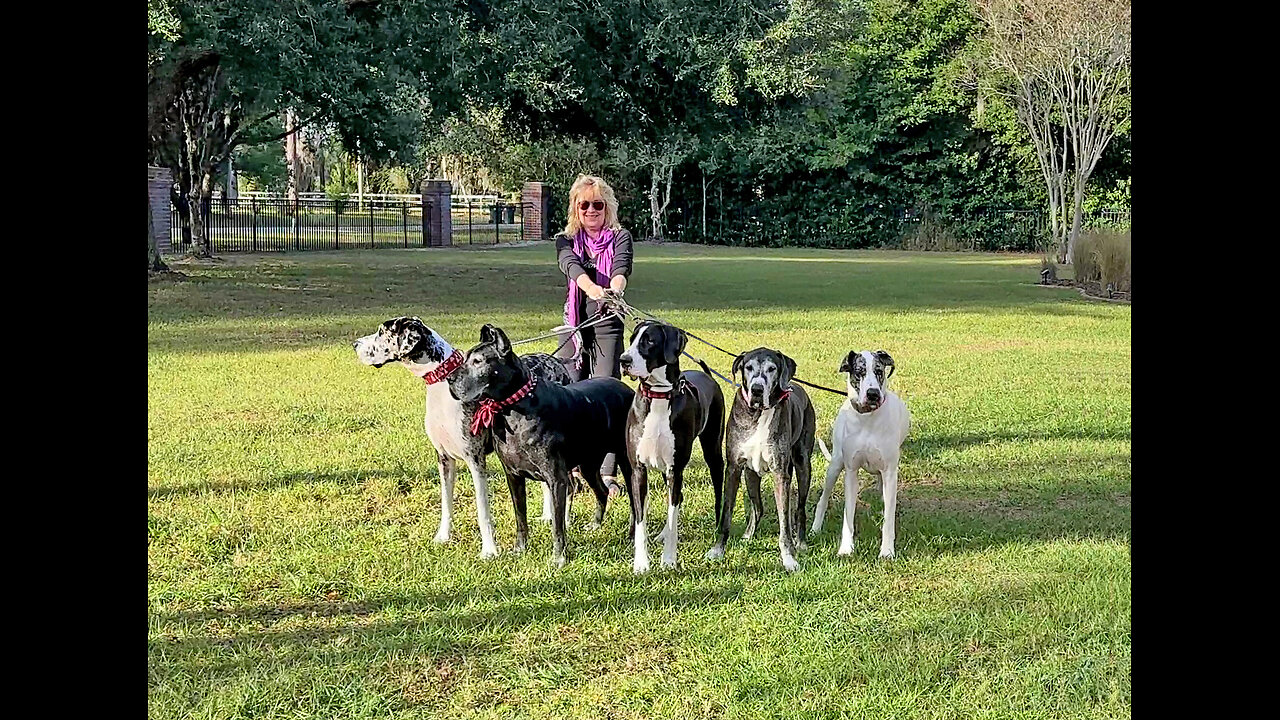 Walking A Funny Great Dane Five Pack Is Challenging - 750 lbs /340 kg of Dog Power