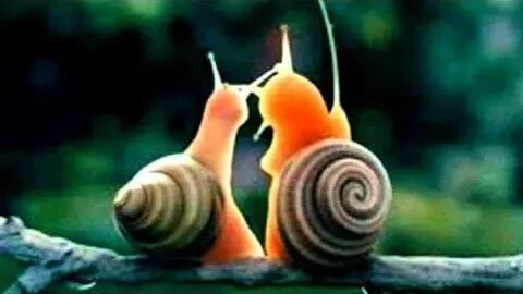 STELLVERTRETEND REUE ERWECKEN FÜR ALLE STERBENDEN