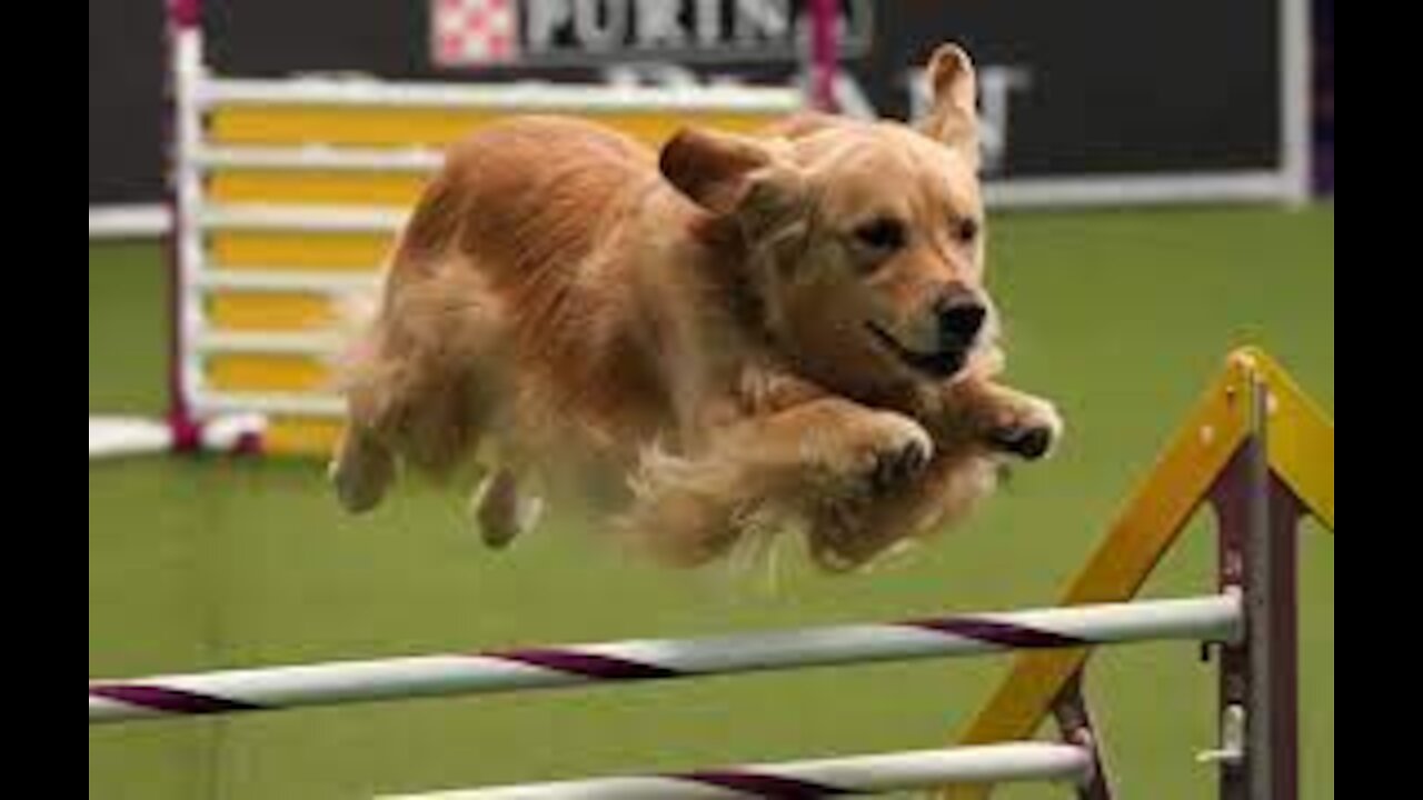 Dog Championship winner, Fox WKC masters agility... Fox Sports