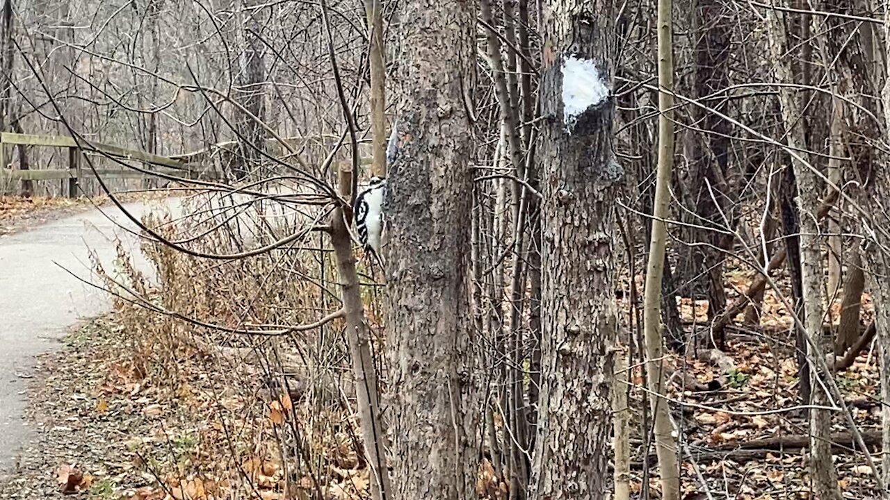 Hairy Wood Pecker having something