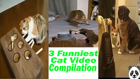 3 Funniest Cat Video Compilation