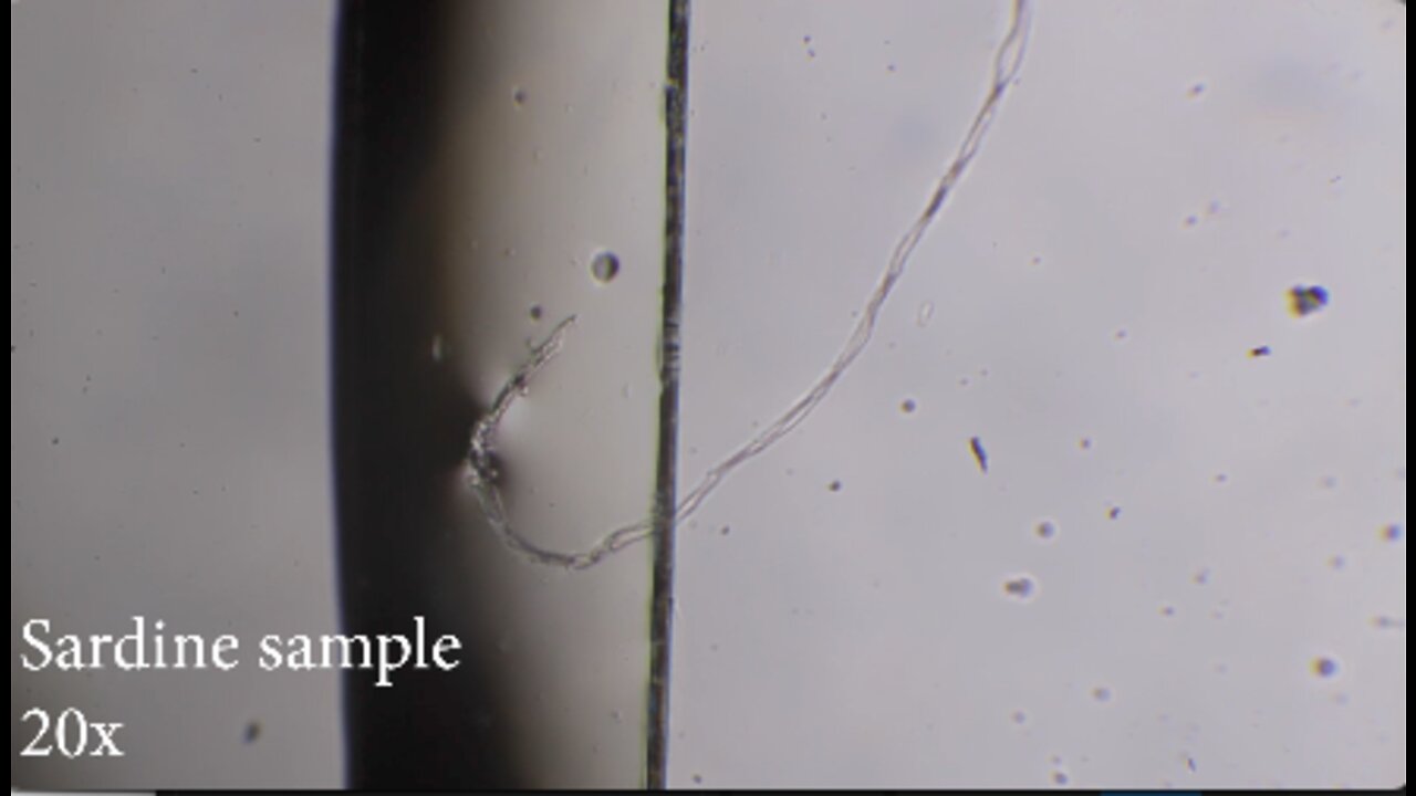 2022-08-09 Sardine (fish) sample (in oil)