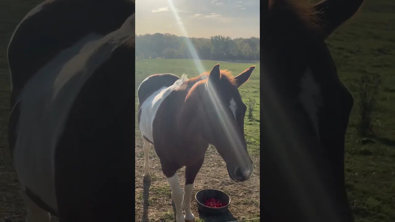 DO HORSES LIKE WATERMELON? 🤔 #shorts #horses #equestrian #farmlife