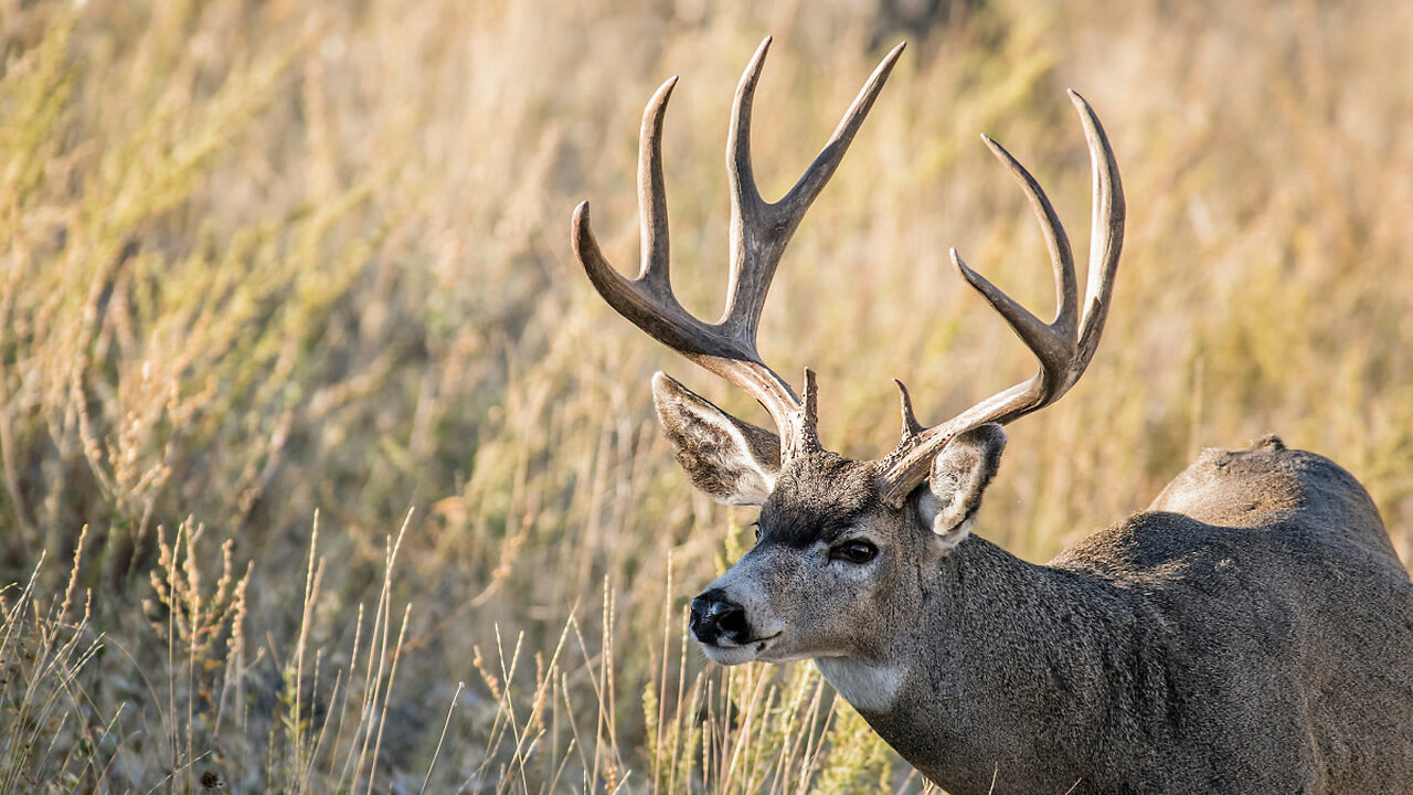 A Biased View of "Hunting Tips for Beginners: How to Get Started"