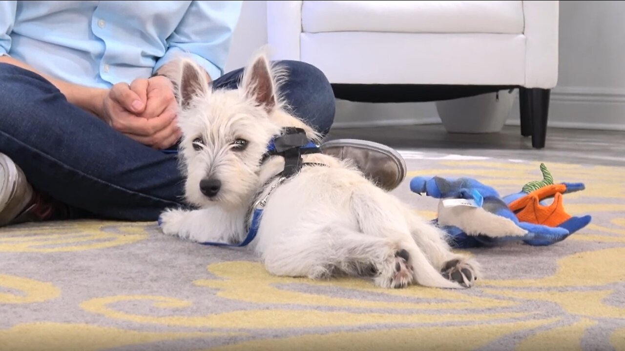 Westie Potty Training from World-Famous Dog Trainer Zak George - West Highland White Terrier