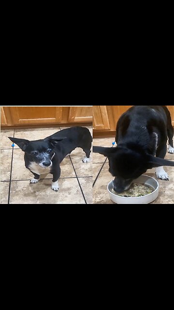 Watch my adorable pup chow down on the delicious homemade dog food I whipped up for her