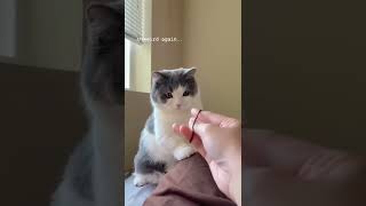 Amazing funny cat video | cute cats