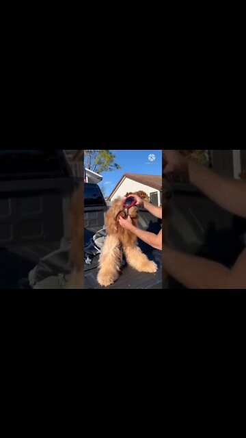 Monkey funny video || cute 🐵 monkey #longvidio #short #amazing