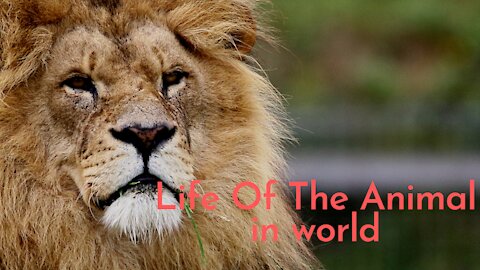 Life Of The Animal in world