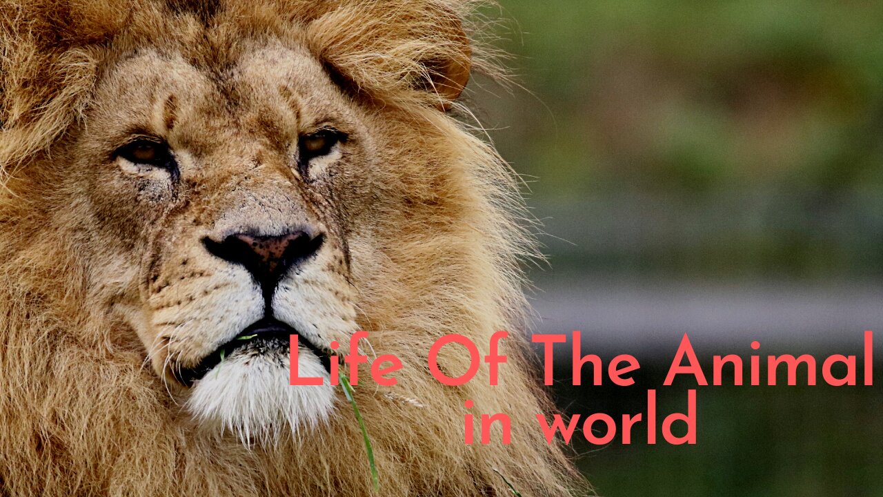 Life Of The Animal in world