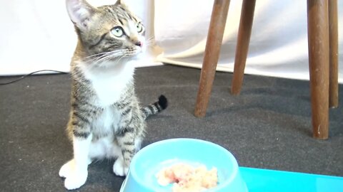 I Am Not Hungry Today
