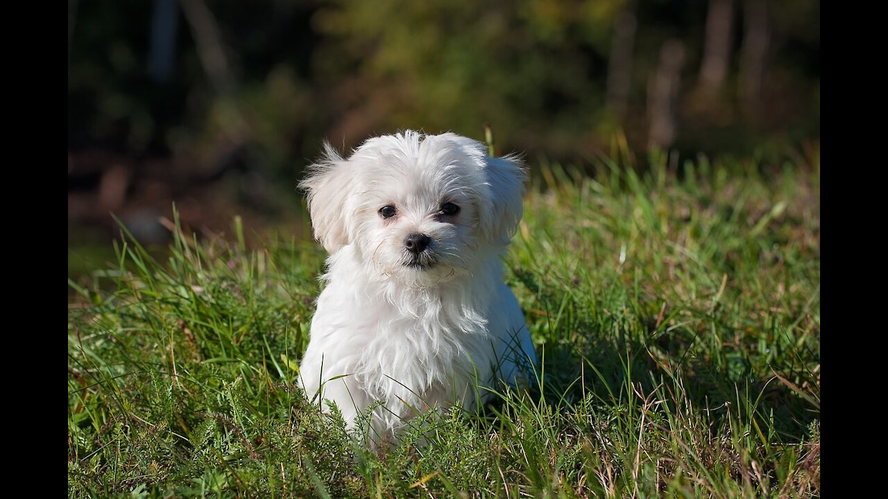 Funny Puppy Videos best clips