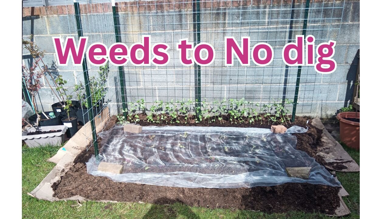 Turn weeds to No Dig garden beds for beginners #nodig #thenodiggardener