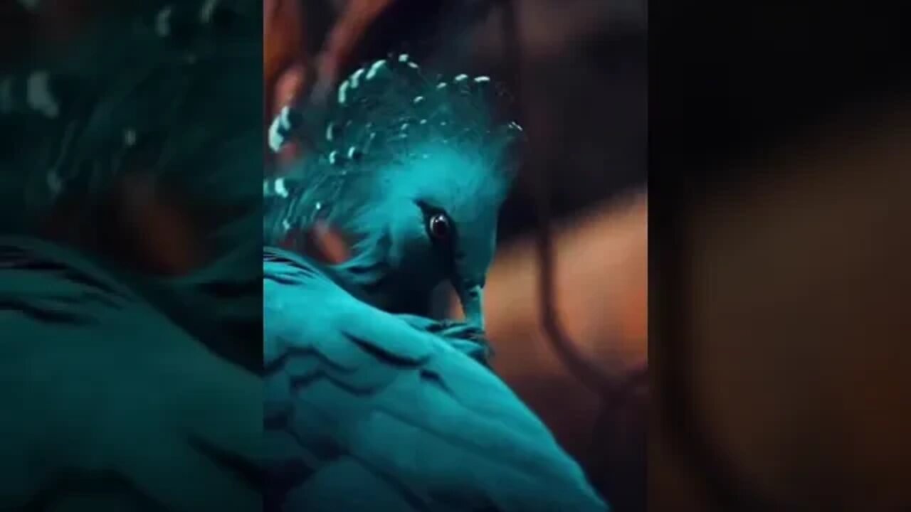 🔥The crowned pigeons (Goura)