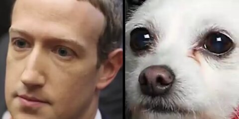 MARK ZUCKERBERG IS A DOG