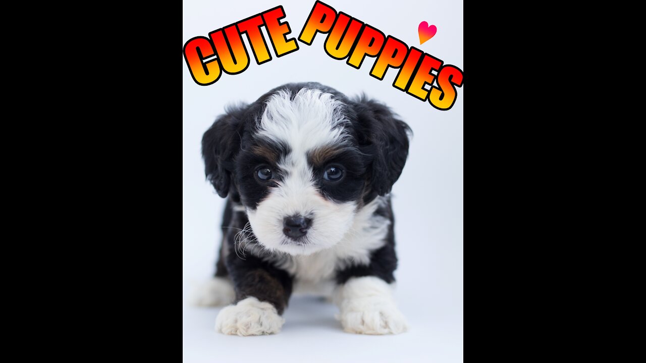 Adorable CUTE PUPPIES [COMPILATION #3]