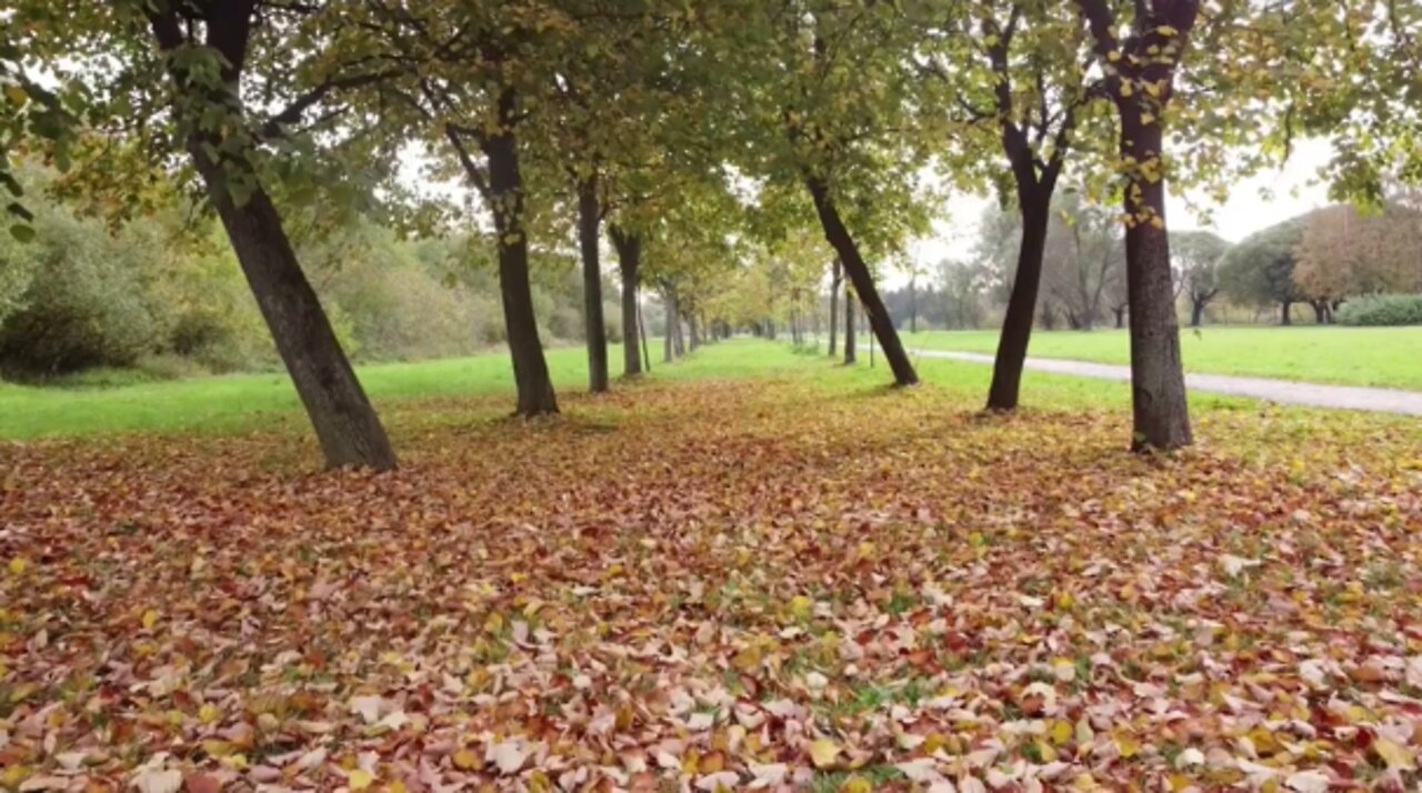 Walking on Dry Leaves Sound Effect (3HRS)