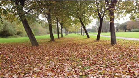 Walking on Dry Leaves Sound Effect (3HRS)