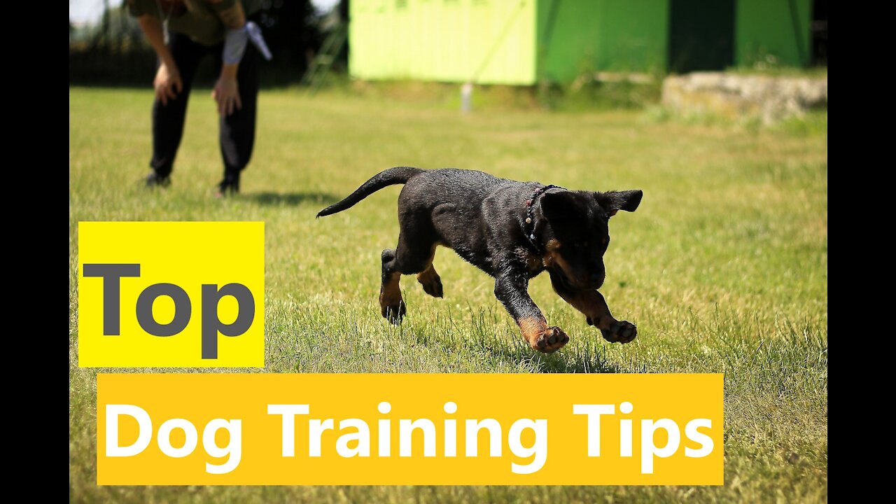 AVOID Some Of The BIGGEST MISTAKES You Can Make While Training Your Dog