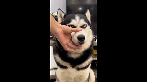 Funny 🤣 dog ,dog eyes ,dog entertainment, funniest dog video, fun 😊 dog dog gadget dog pets