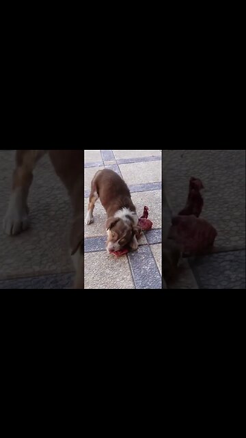 Спасли Щенка от Голодной Смерти