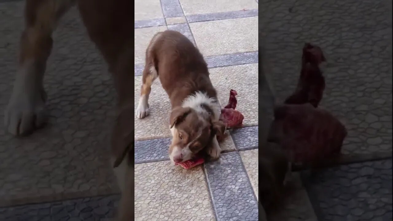 Спасли Щенка от Голодной Смерти