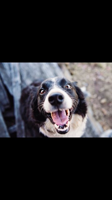 Funny dog ​​that helps count money