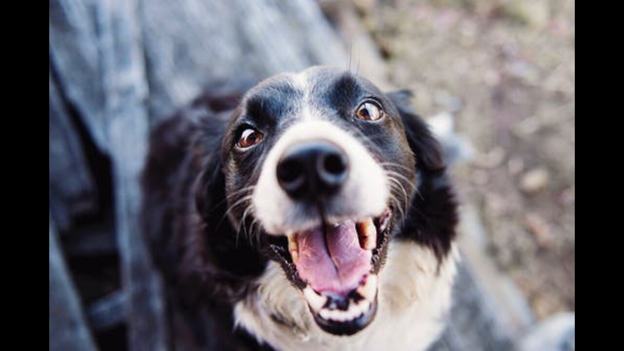 Funny dog ​​that helps count money