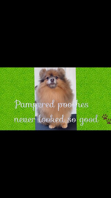 Pampered pooches never looked so good 🐾