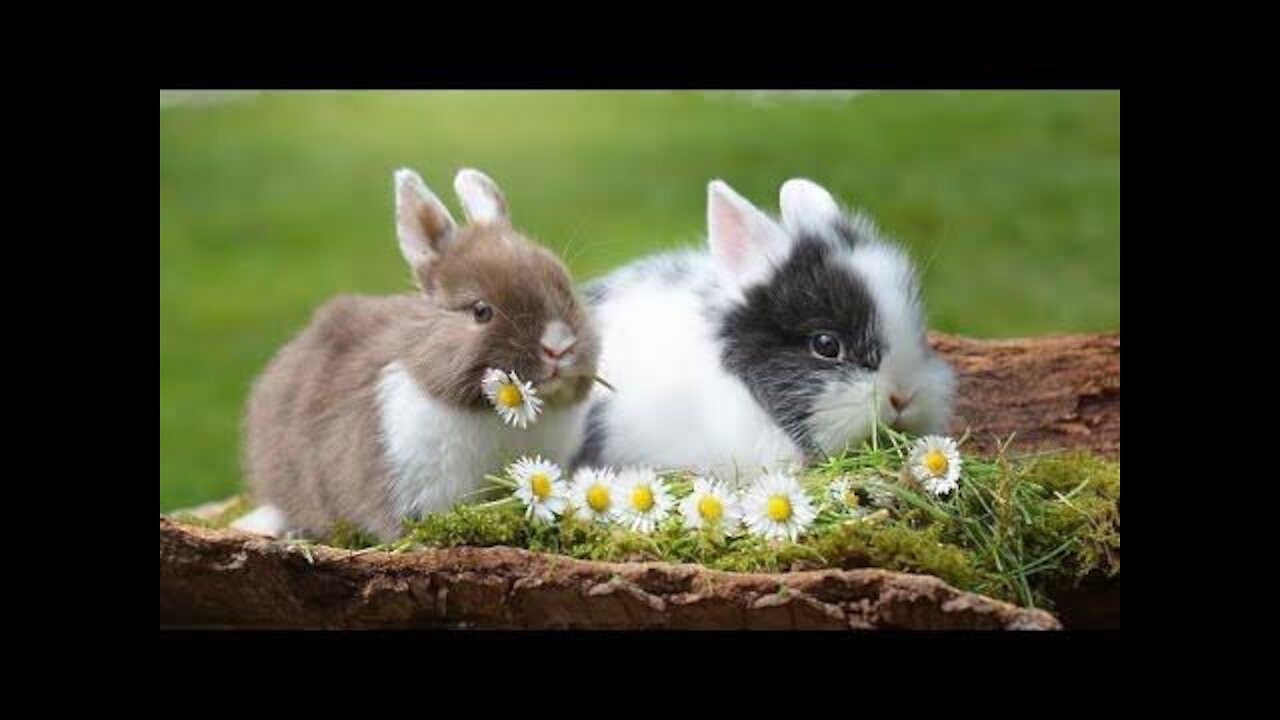 Cute Rabbits Funny video With Nature Music Letest Video Full Hd 🐰🐰