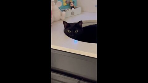 Adopting a Cat from a Shelter Vlog - Precious Piper Sleeping in the Sink #shorts